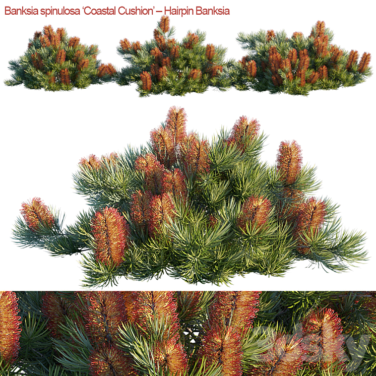 Banksia spinulosa | Coastal Cushion | Hairpin banksia 3DS Max - thumbnail 1