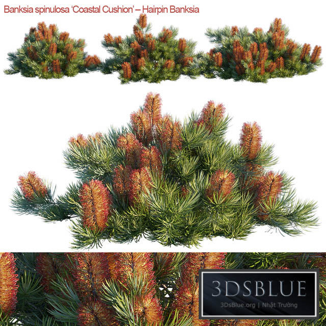 Banksia spinulosa | Coastal Cushion | Hairpin banksia 3DS Max - thumbnail 3