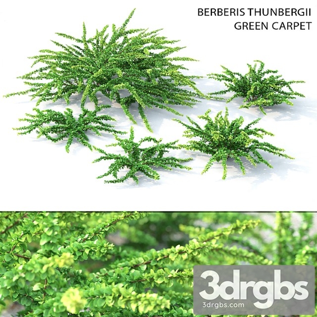 Barbaris tunberga green carpet - thumbnail 1