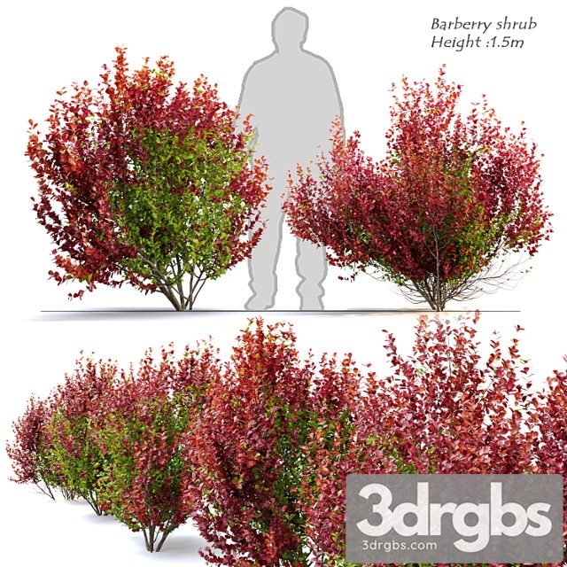 Barberry shrub - thumbnail 1