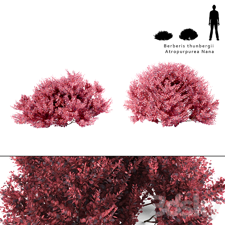 Barberry Thunberg bush | Berberis thunbergii Atropurpurea Nana 3DS Max - thumbnail 1