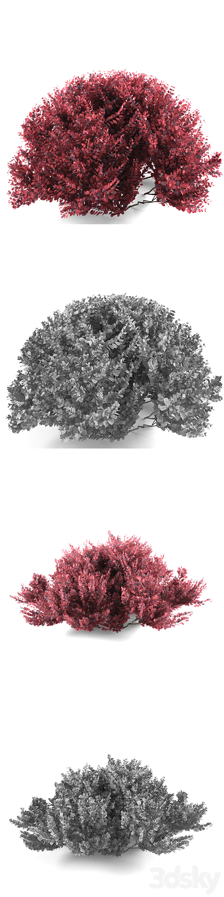 Barberry Thunberg bush | Berberis thunbergii Atropurpurea Nana 3DS Max - thumbnail 2