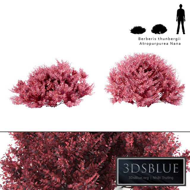 Barberry Thunberg bush | Berberis thunbergii Atropurpurea Nana 3DS Max - thumbnail 3