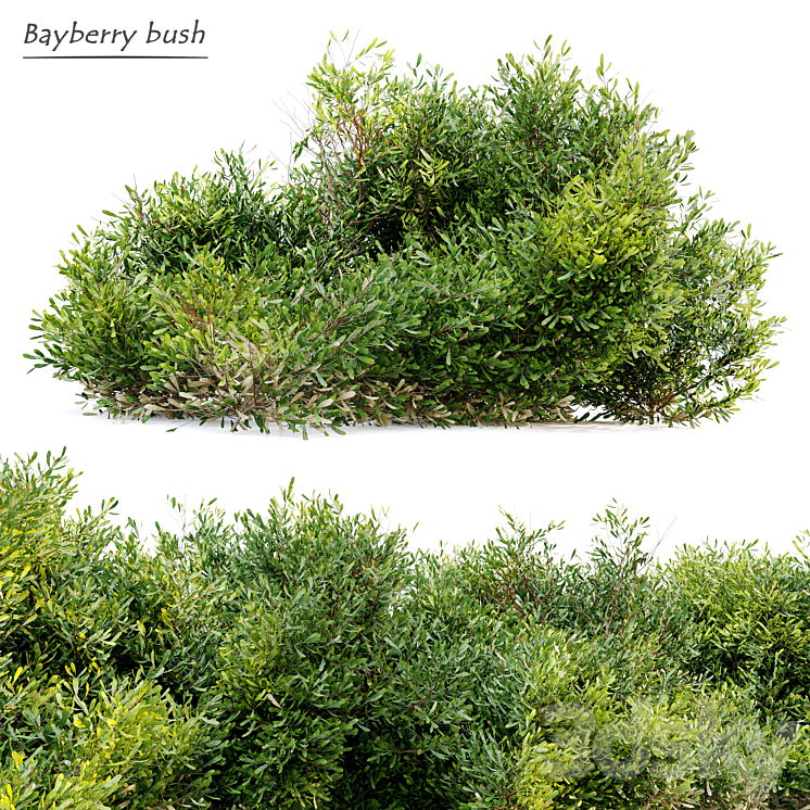 Bayberry bush 3DS Max - thumbnail 1