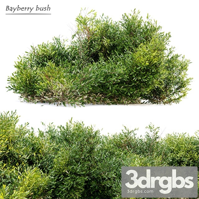 Bayberry bush - thumbnail 1