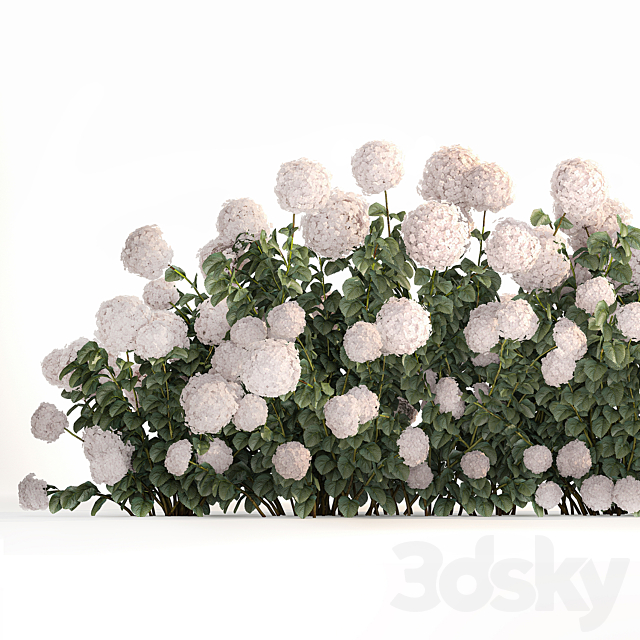 Beautiful bush white hydrangea with flowers for the garden hedge. Plant set 1185 3DS Max Model - thumbnail 2