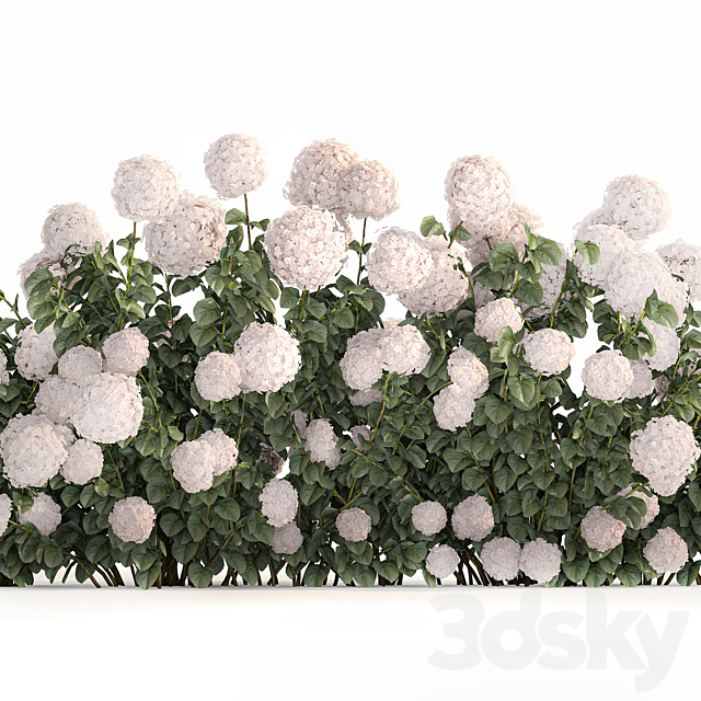 Beautiful bush white hydrangea with flowers for the garden hedge. Plant set 1185 3DS Max Model - thumbnail 3