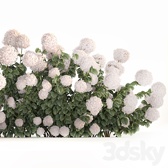 Beautiful bush white hydrangea with flowers for the garden hedge. Plant set 1185 3DS Max Model - thumbnail 4