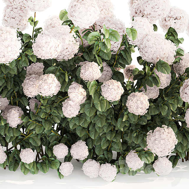 Beautiful bush white hydrangea with flowers for the garden hedge. Plant set 1185 3DS Max Model - thumbnail 5