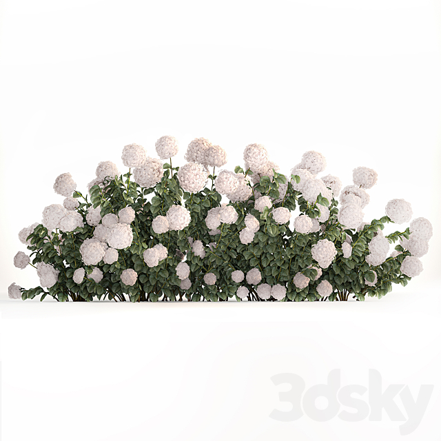 Beautiful bush white hydrangea with flowers for the garden hedge. Plant set 1185 3DS Max Model - thumbnail 6