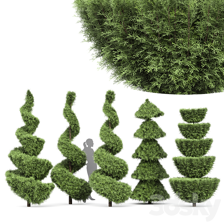 Beloved Italian Cypress 5 trees ideas 3DS Max - thumbnail 1