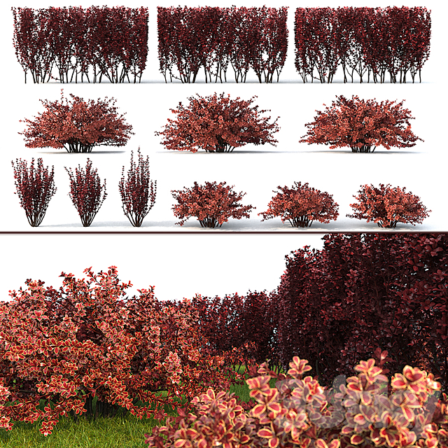 Berberis thunbergii 1 3DSMax File - thumbnail 1