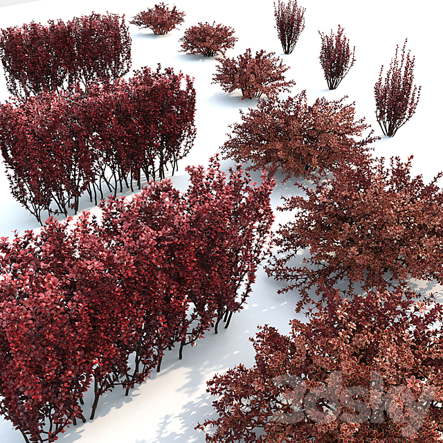 Berberis thunbergii 1 3DSMax File - thumbnail 2