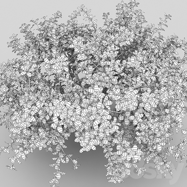 Berberis thunbergii 1 3DSMax File - thumbnail 3