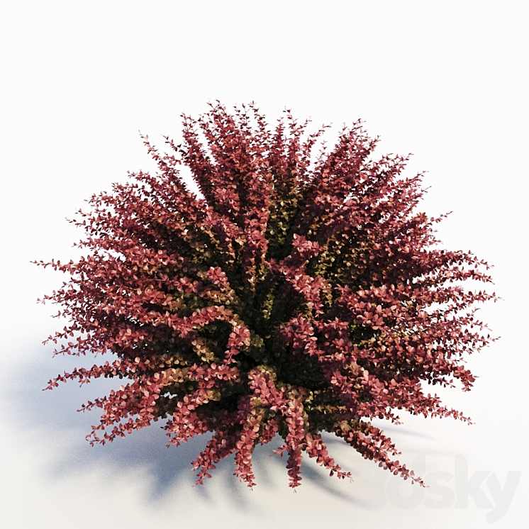 Berberis Thunbergii (Red Barberry) 3DS Max - thumbnail 2