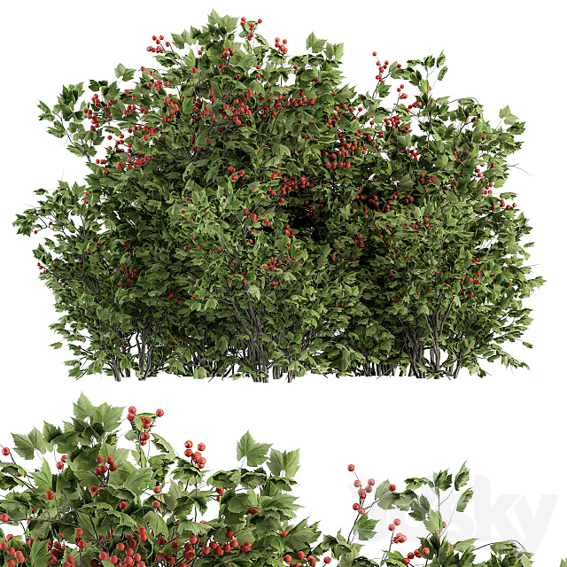 Berry Bush – Bush Set 17 3ds Max - thumbnail 1