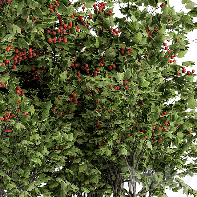 Berry Bush – Bush Set 17 3ds Max - thumbnail 2