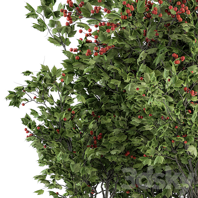 Berry Bush – Bush Set 17 3ds Max - thumbnail 3