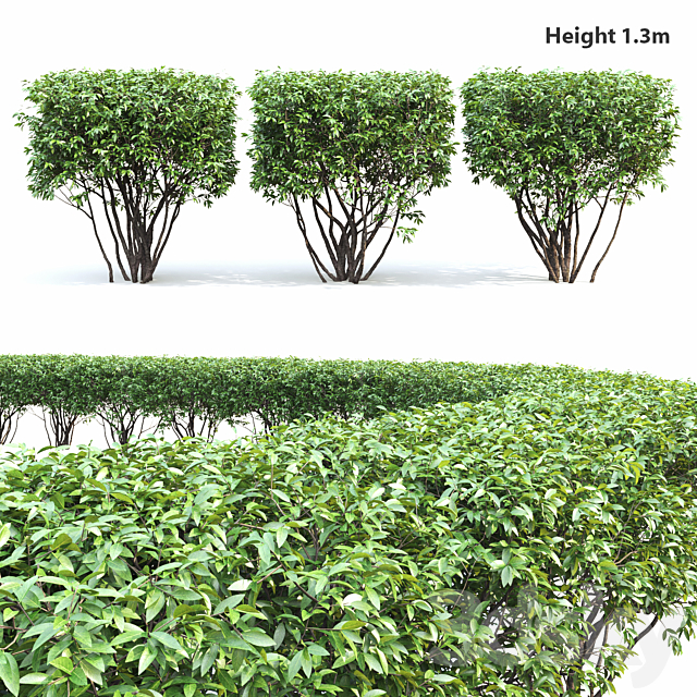 Birucina (Ligustrum) hedge ?2 3DSMax File - thumbnail 1