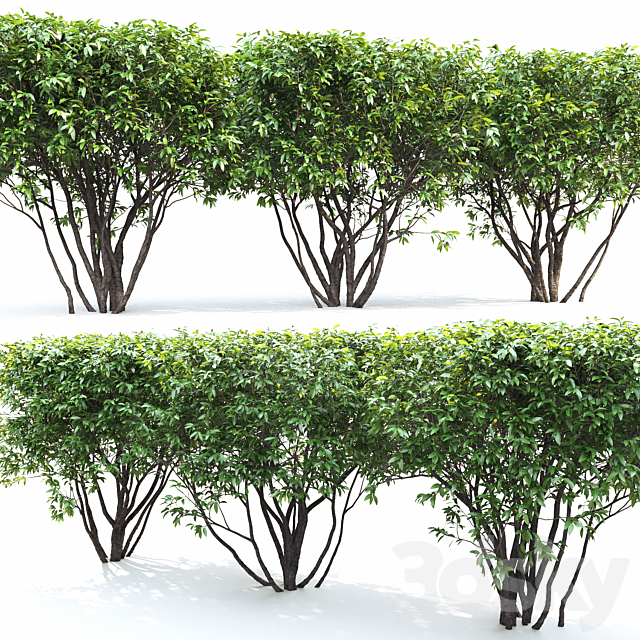 Birucina (Ligustrum) hedge ?2 3DSMax File - thumbnail 2