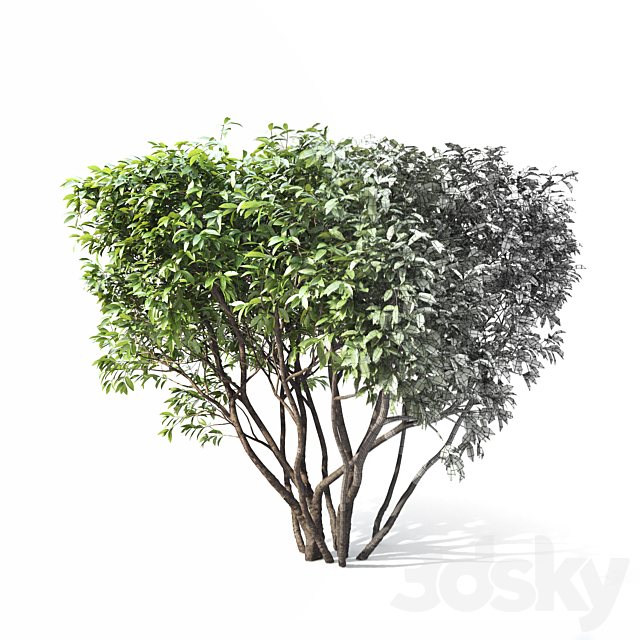 Birucina (Ligustrum) hedge ?2 3DSMax File - thumbnail 3