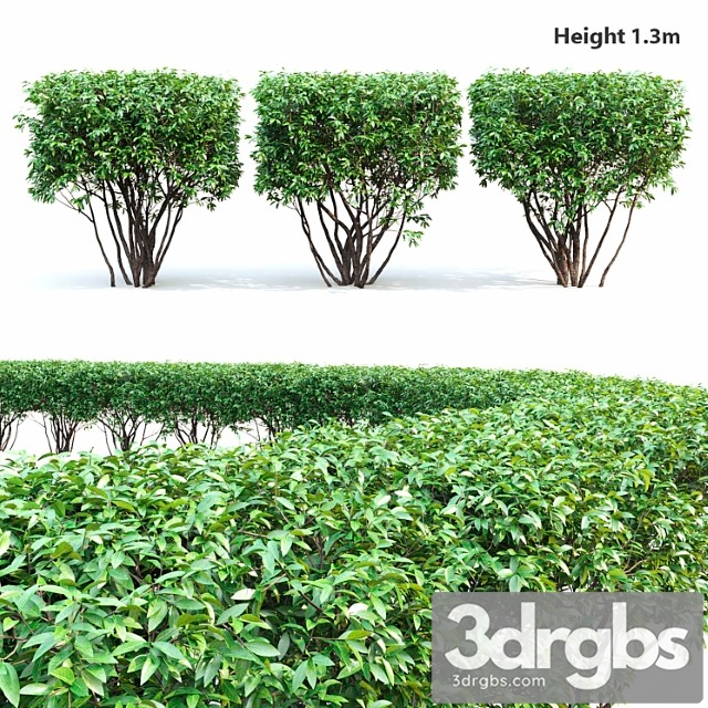 Birucina (ligustrum) hedge ?2 - thumbnail 1