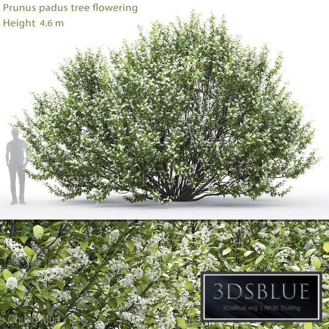 Black cherry | Prunus padus flowering # 2 (4.6m) 3DS Max - thumbnail 3