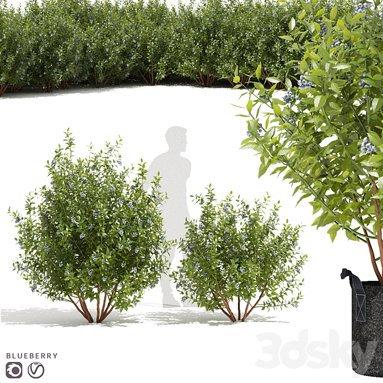 Blueberry bushes | Blueberry 3DS Max - thumbnail 1
