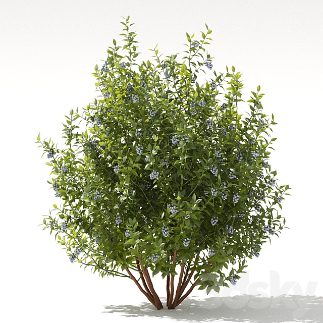 Blueberry bushes | Blueberry 3DSMax File - thumbnail 3