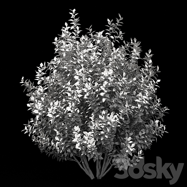 Blueberry bushes | Blueberry 3DSMax File - thumbnail 4