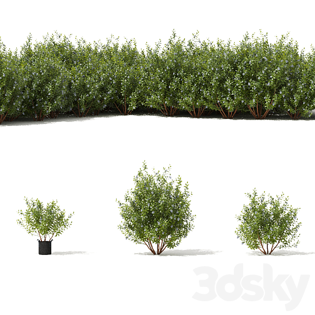 Blueberry bushes | Blueberry 3DSMax File - thumbnail 5