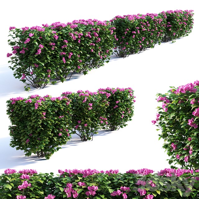 Bougainvillea Hedge 0 8 M Height 2 3dsmax Download - thumbnail 1