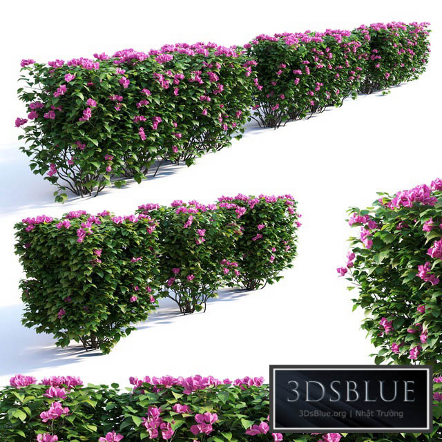 Bougainvillea Hedge 0.8 m Height 3DS Max - thumbnail 3