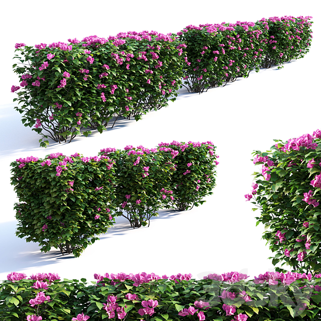 Bougainvillea Hedge 0.8 M Height 3DSMax File - 3ds Max Files