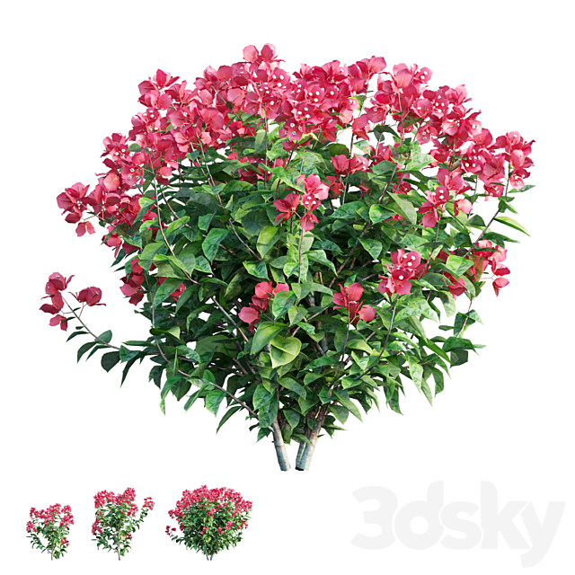 Bougainvillea plant set 36 3ds Max - thumbnail 1