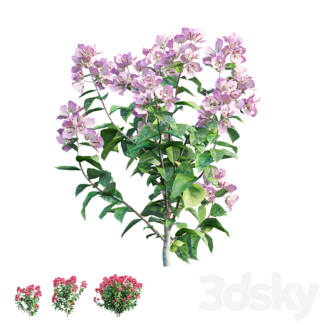 Bougainvillea plant set 36 3ds Max - thumbnail 2