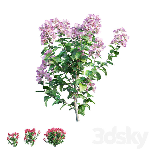 Bougainvillea plant set 36 3ds Max - thumbnail 3