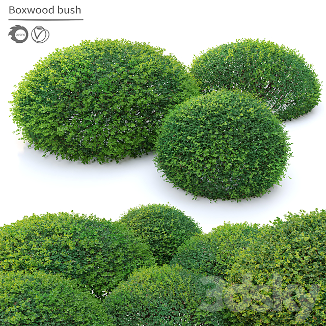 Boxwood 02 3ds Max - thumbnail 1