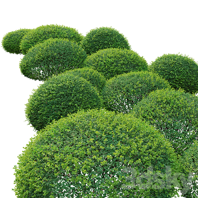 Boxwood 02 3ds Max - thumbnail 3