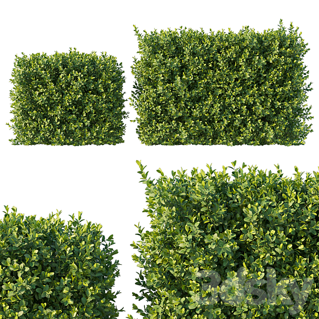 Boxwood 04 3ds Max - thumbnail 1