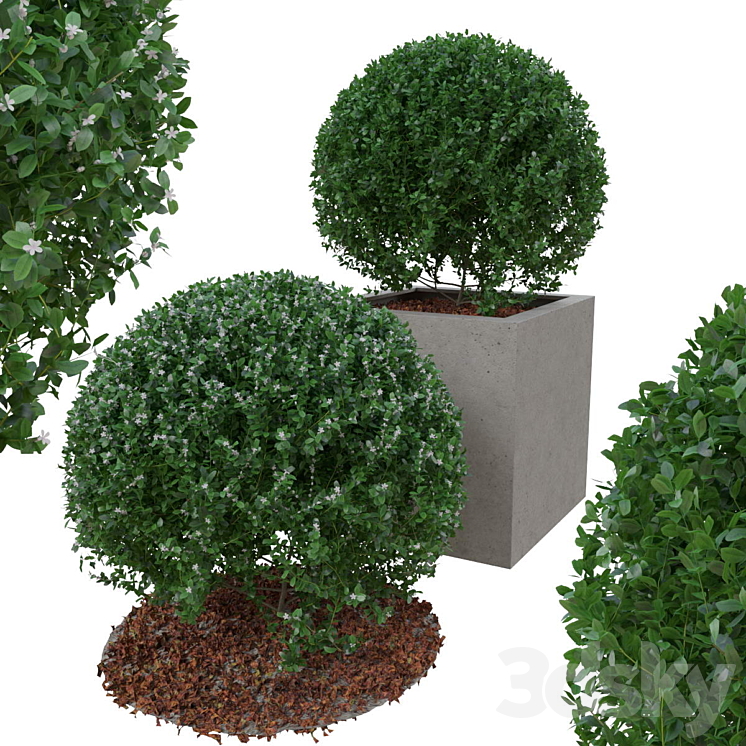 Boxwood bush in the form of a ball 3DS Max - thumbnail 1