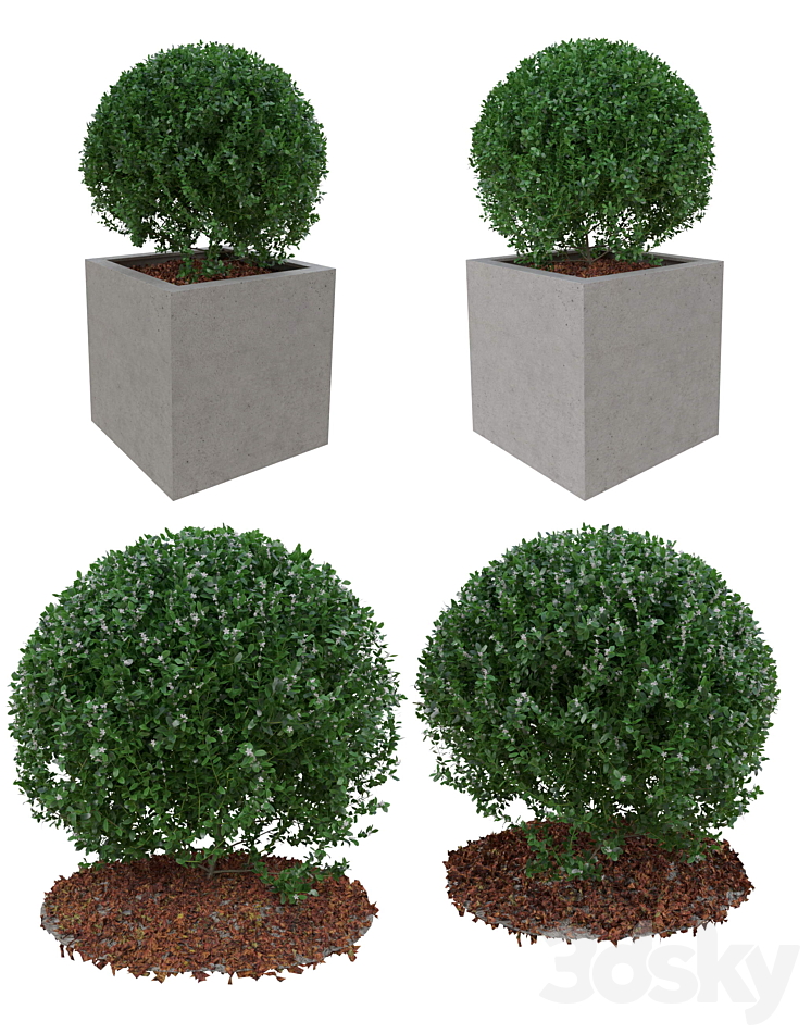 Boxwood bush in the form of a ball 3DS Max - thumbnail 2