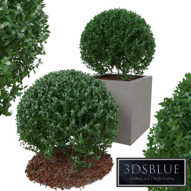 Boxwood bush in the form of a ball 3DS Max - thumbnail 3