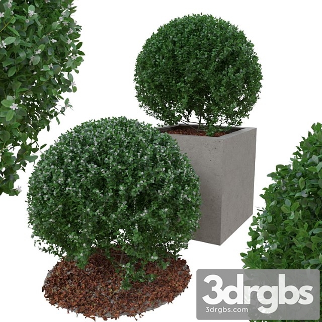 Boxwood bush in the form of a ball - thumbnail 1