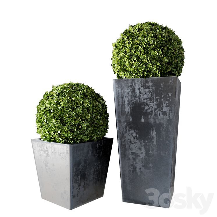 Boxwood Set 01 3DS Max - thumbnail 1