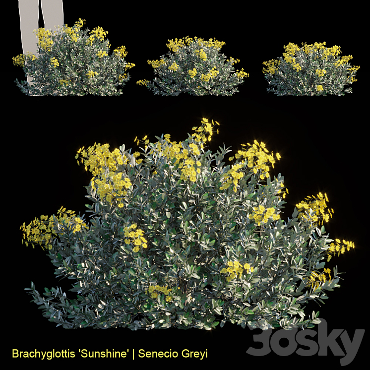 Brachyglottis Sunshine | Senecio gray 3DS Max - thumbnail 1