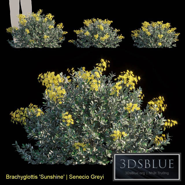 Brachyglottis Sunshine | Senecio gray 3DS Max - thumbnail 3