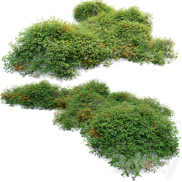 bush 022 3DS Max Model - thumbnail 2