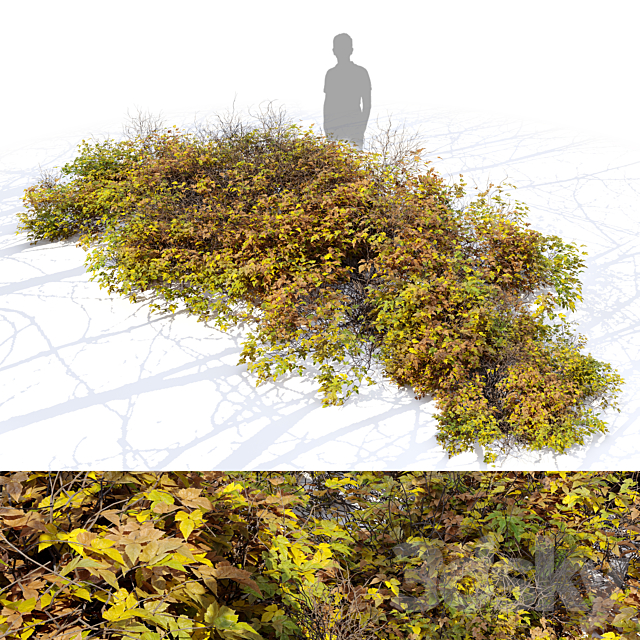 Bush 024 3ds Max - thumbnail 1