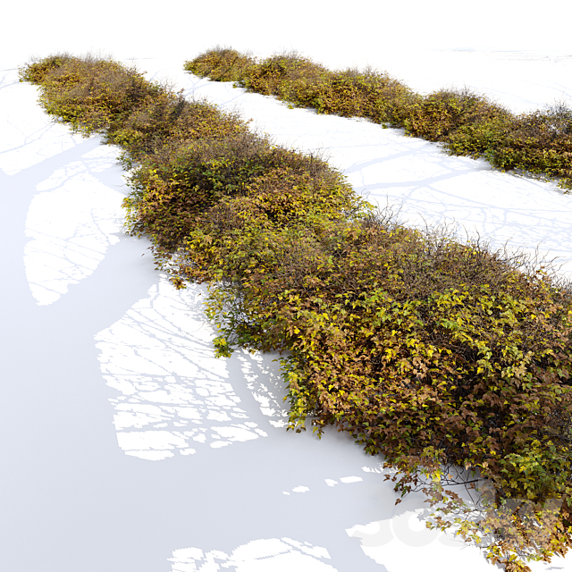 Bush 024 3ds Max - thumbnail 3